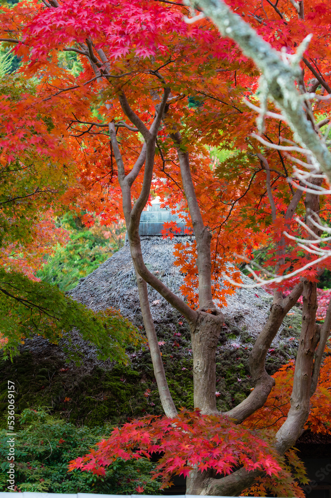天野山金剛寺(大阪府河内長野市)の紅葉