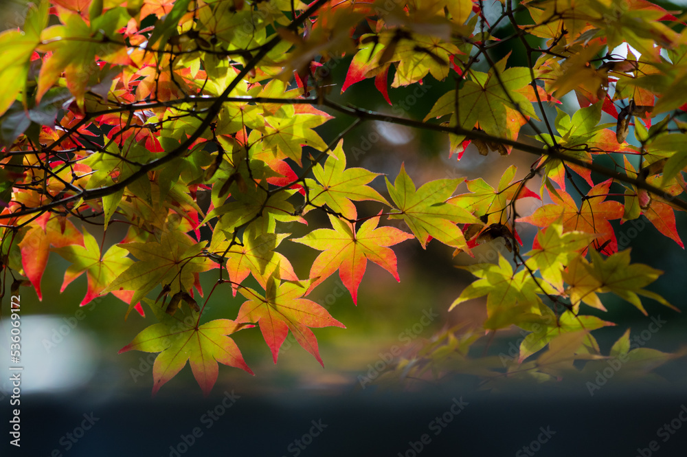 天野山金剛寺(大阪府河内長野市)の紅葉