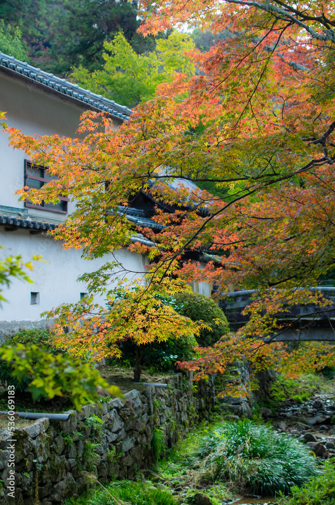 天野山金剛寺(大阪府河内長野市)の紅葉