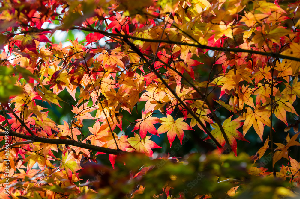 天野山金剛寺(大阪府河内長野市)の紅葉