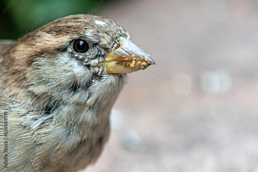 Obraz premium House sparrow after feeding in close up
