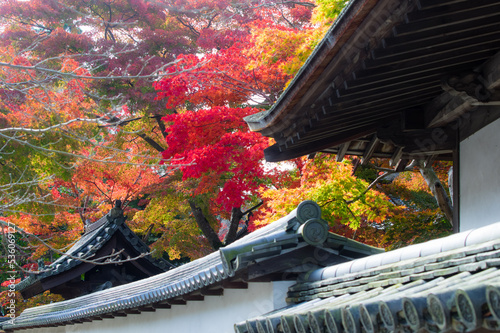Obraz na płótnie 天野山金剛寺(大阪府河内長野市)の紅葉 w salonie