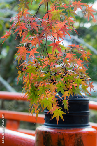 天野山金剛寺（大阪府河内長野市）の紅葉