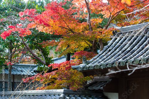 Obraz na płótnie 天野山金剛寺(大阪府河内長野市)の紅葉 w salonie