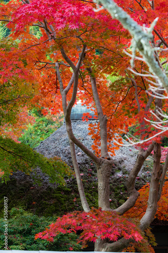 Obraz na płótnie 天野山金剛寺(大阪府河内長野市)の紅葉 w salonie