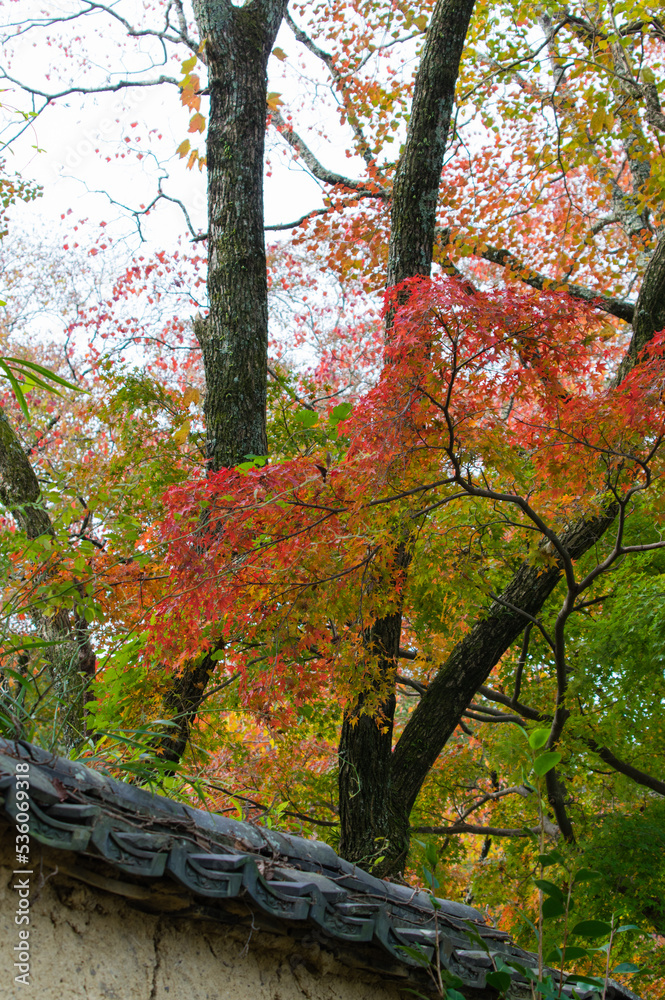 天野山金剛寺(大阪府河内長野市)の紅葉