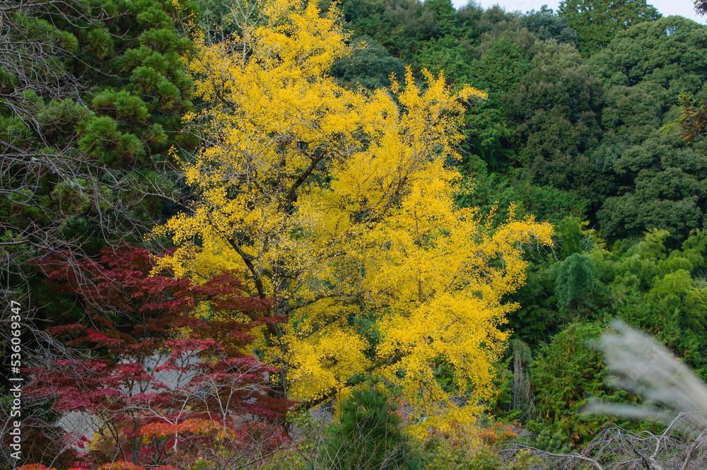 天野山金剛寺(大阪府河内長野市)の紅葉