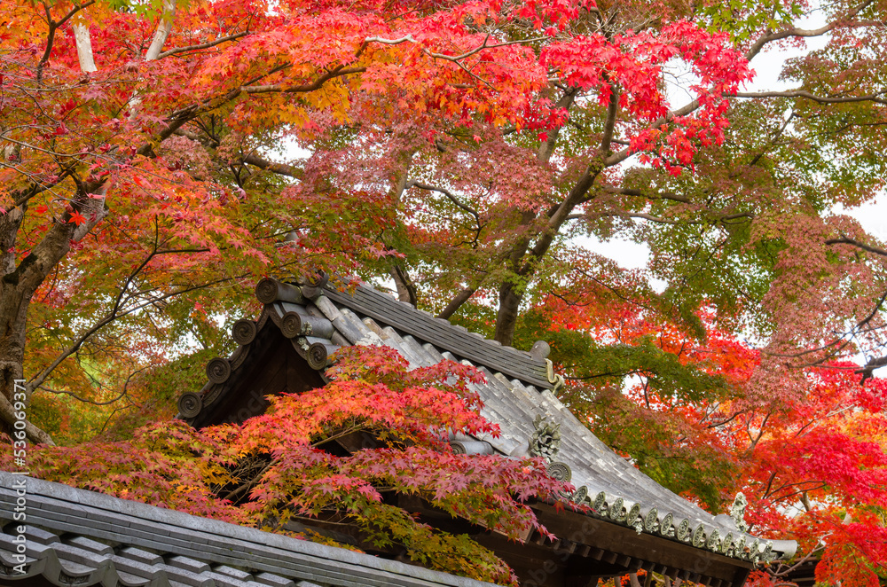 天野山金剛寺(大阪府河内長野市)の紅葉