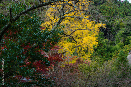 Obraz na płótnie 天野山金剛寺(大阪府河内長野市)の紅葉 w salonie