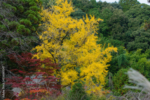 Obraz na płótnie 天野山金剛寺(大阪府河内長野市)の紅葉 w salonie