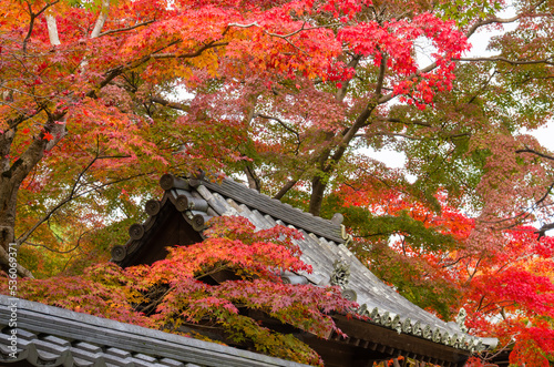 Obraz na płótnie 天野山金剛寺(大阪府河内長野市)の紅葉 w salonie
