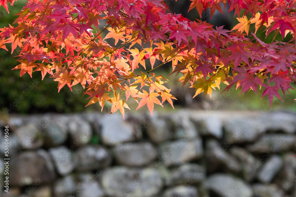 天野山金剛寺(大阪府河内長野市)の紅葉