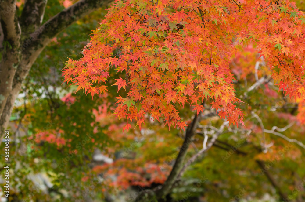 天野山金剛寺(大阪府河内長野市)の紅葉