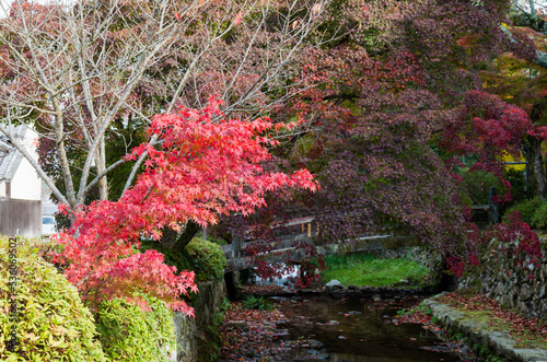 Obraz na płótnie 天野山金剛寺(大阪府河内長野市)の紅葉 w salonie