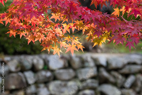 Obraz na płótnie 天野山金剛寺(大阪府河内長野市)の紅葉 w salonie