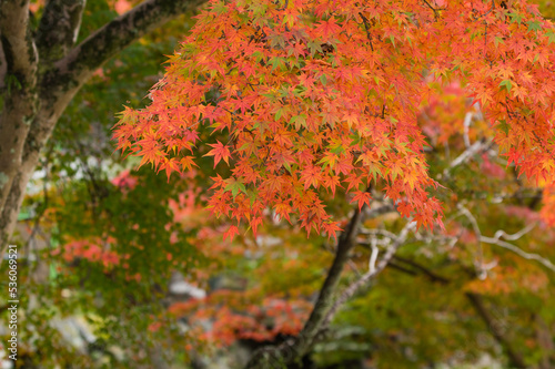Obraz na płótnie 天野山金剛寺(大阪府河内長野市)の紅葉 w salonie