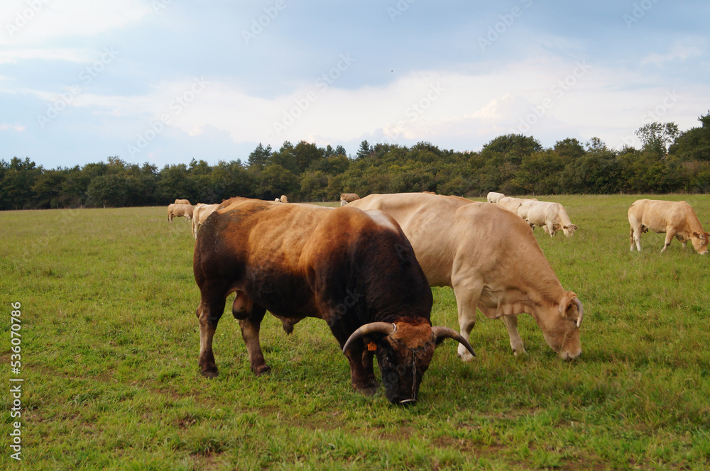 Troupeau de vaches et taureau  broutant l'herbe