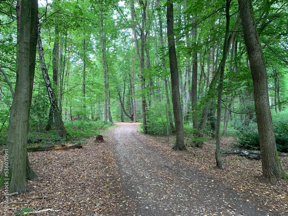 Fototapeta premium footpath in the woods