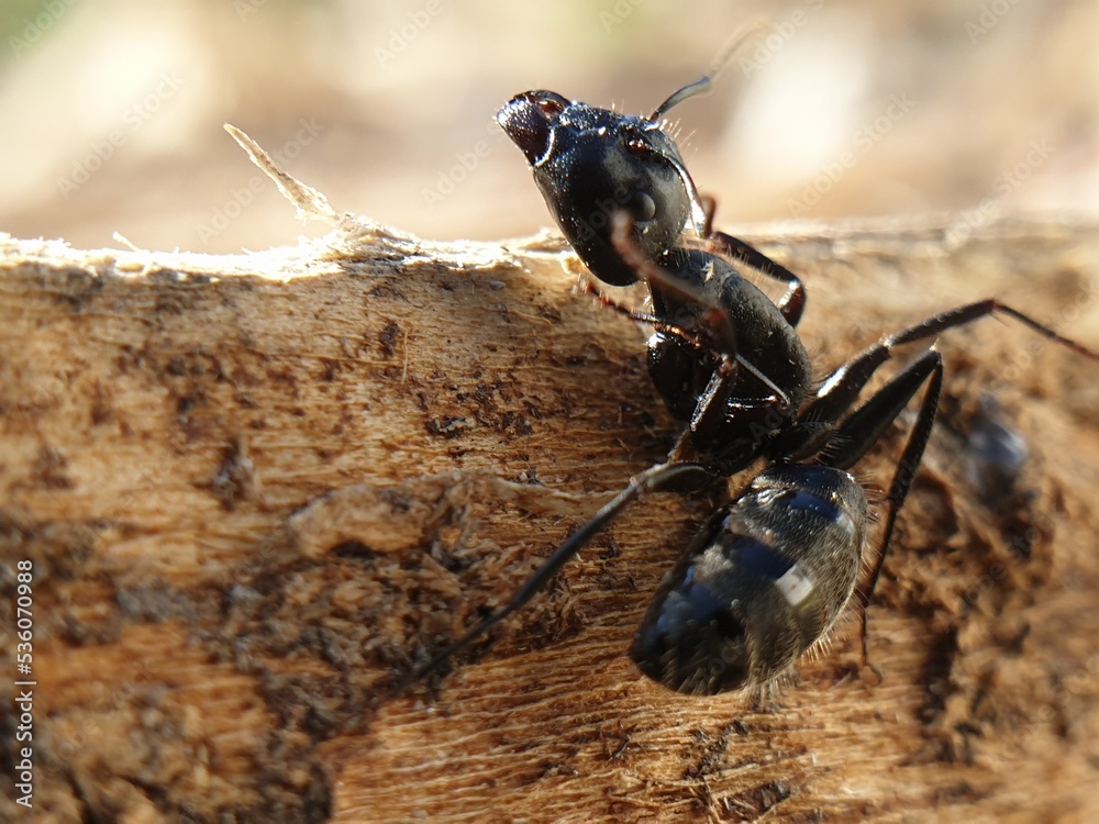 big black ant crawling on a tree, macroshoot insects Photos Adobe Stock