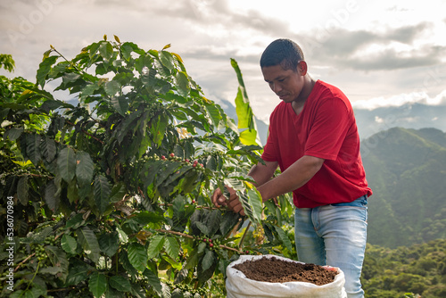 Coffee farmer harvesting in the colombian mountains with organic fertilizer  photo