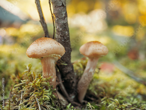 honey agaric mushrooms growing in moss in the forest. Beautiful autumn season. Edible mushrooms grow in a forest.