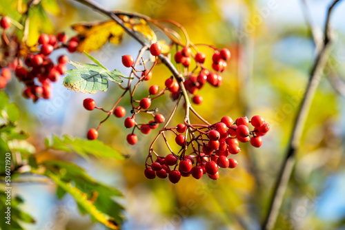 Bunches of red mountain ash on a branch closeup. Rowan berries on a branch in the forest or in the park  © klio_l