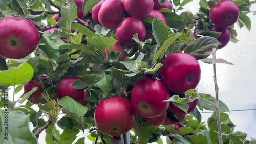 Fresh Apple Trees Video in Juicy Apple Fields in Canada