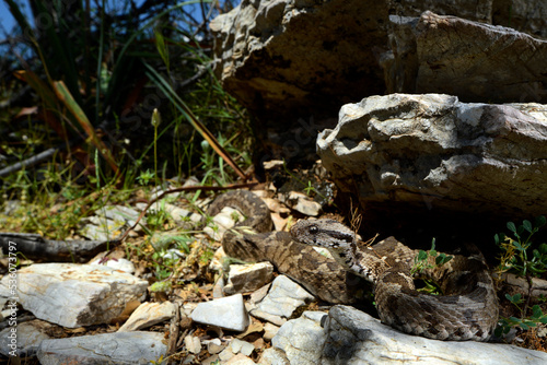 Ottoman viper // Kleinasiatische Bergotter (Montivipera xanthina) - Dalyan, Turkey photo