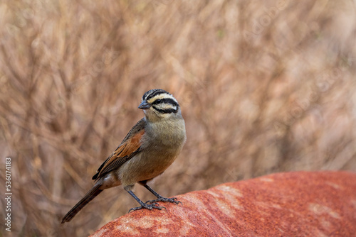 Cape bunting (Emberiza capensis) perched on a rock. Northern Cape. South Africa. photo