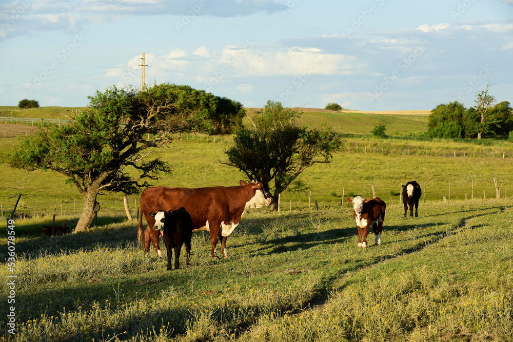 Cattle raising with natural pastures in Pampas countryside, La Pampa Province,Patagonia, Argentina. Cattle raising with natural pastures in Pampas countryside, La Pampa Province,Patagonia, Argentina.