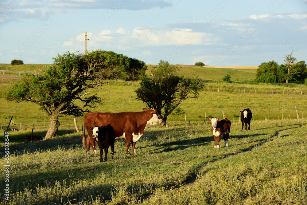 Cattle raising  with natural pastures in Pampas countryside, La Pampa Province,Patagonia, Argentina.