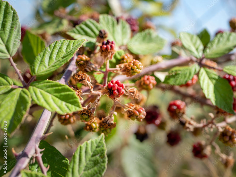 Close up photo of a red unripe blackberry among dry berries and green foliage