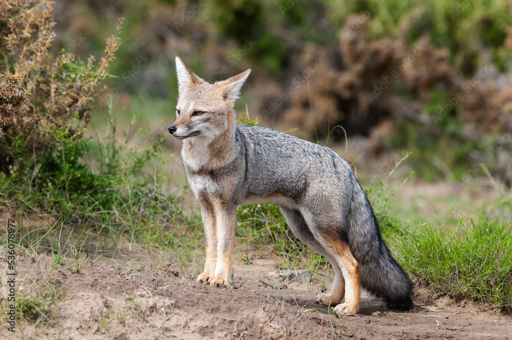 Pampas Grey fox in Pampas grass environment, La Pampa province, Patagonia, Argentina.