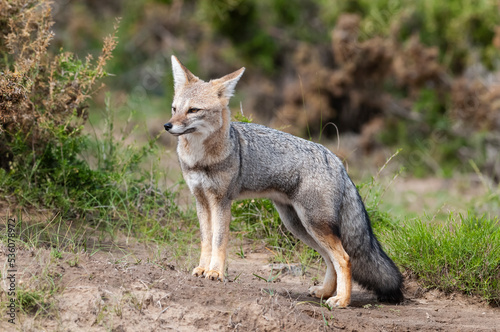 Pampas Grey fox in Pampas grass environment  La Pampa province  Patagonia  Argentina.