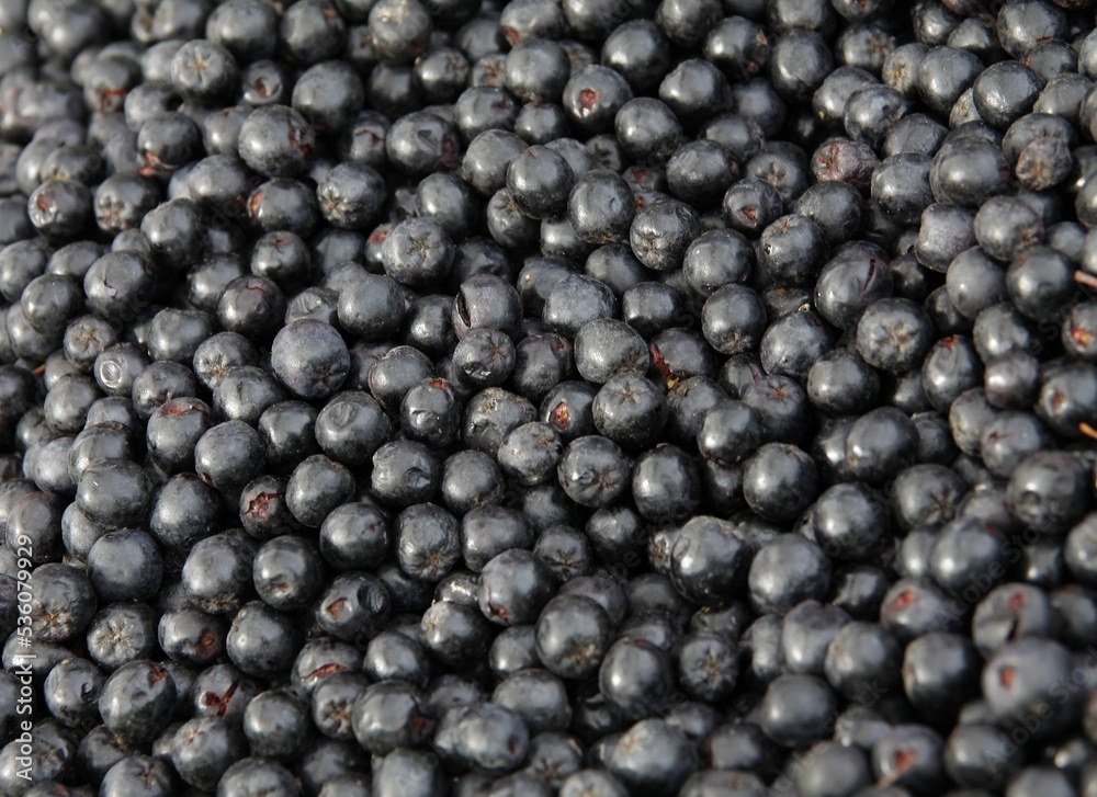 black,small,round fruits of aronia bush close up black,small,round fruits of aronia bush close up