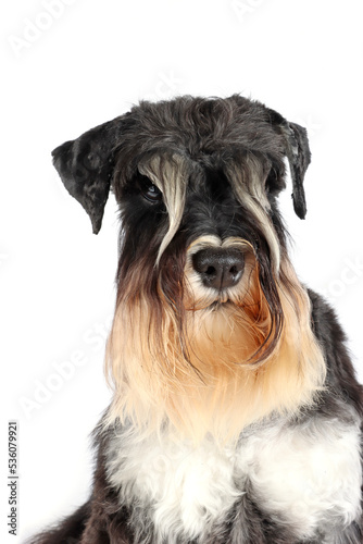 portrait of a schnauzer dog isolated on white 