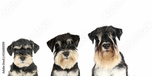 growing of head of miniature schnauzer dog isolated on white 