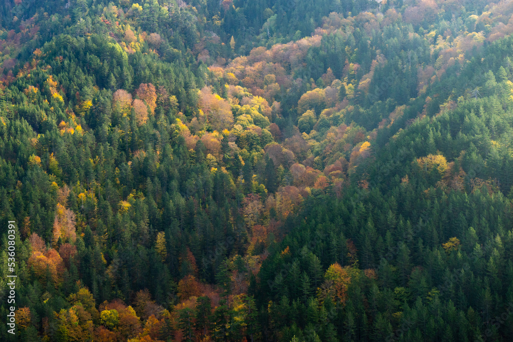 Landscape in the forest of Frakto, Greece Landscape in the forest of Frakto, Greece