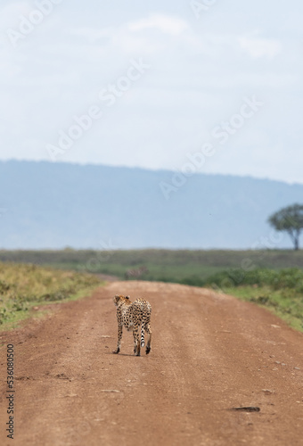 Fototapeta Naklejka Na Ścianę i Meble -  Cheetah moving on mudtrack at Masai Mara, Kenya