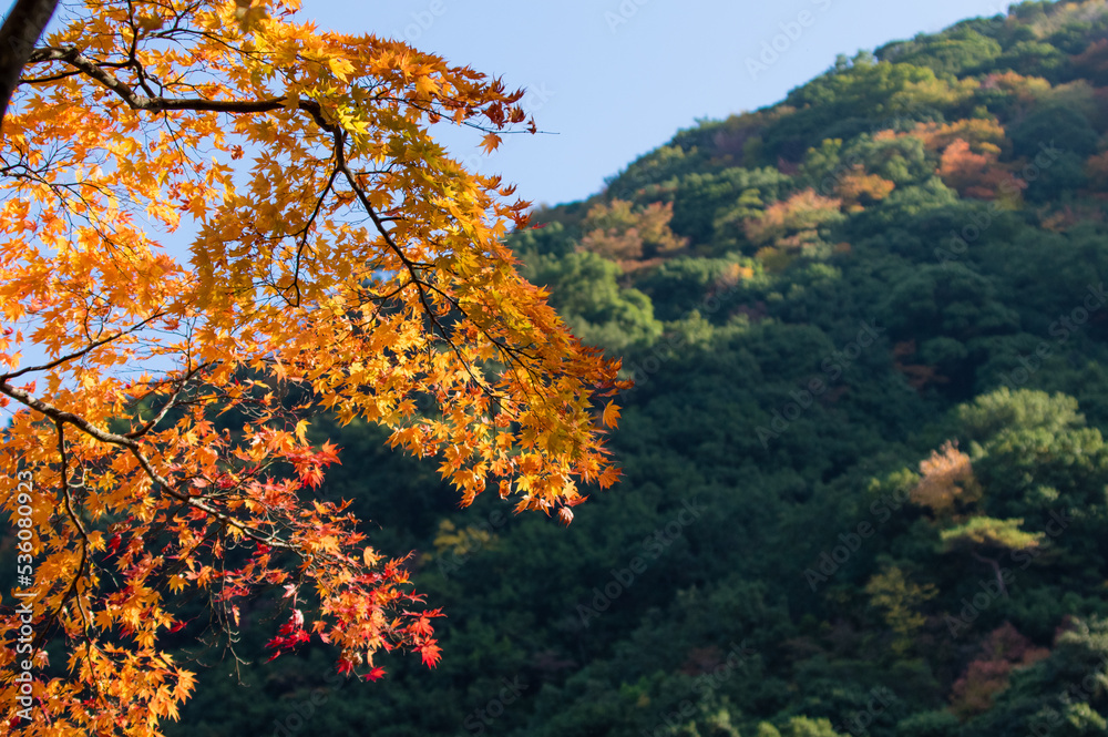 大威徳寺(大阪府岸和田市)の秋風景