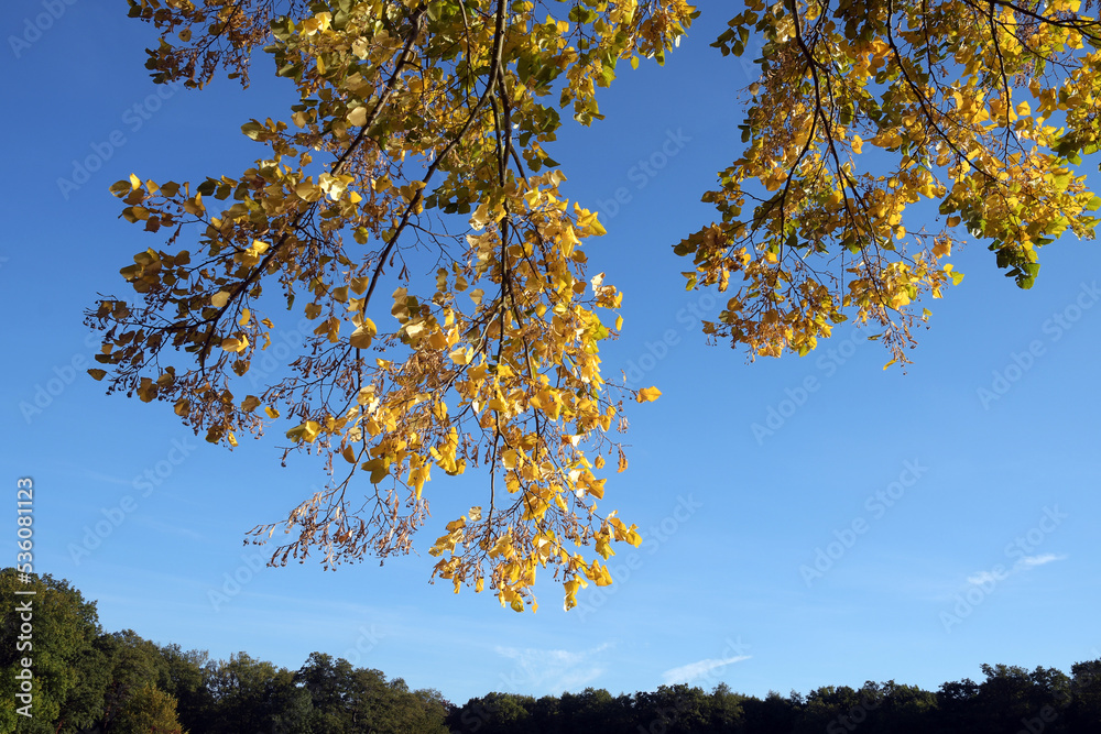 Obraz premium herbststimmung