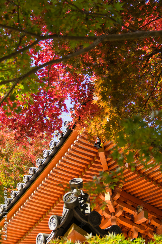 大威徳寺(大阪府岸和田市)の秋風景