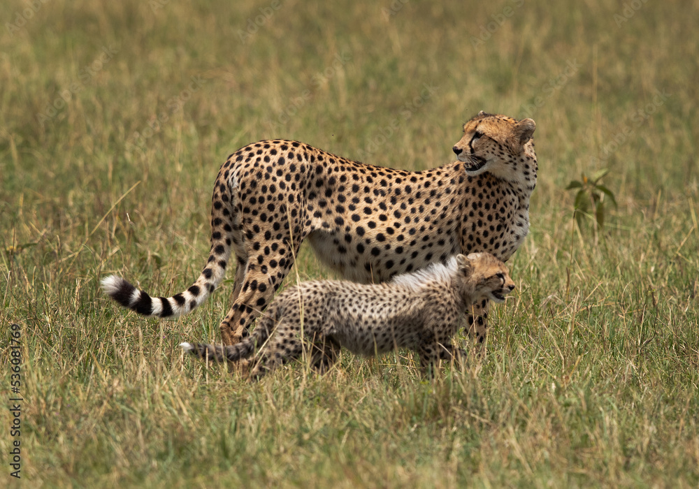 Portrait of a Cheetah with cub at Masai Mara, Kenya Portrait of a Cheetah with cub at Masai Mara, Kenya