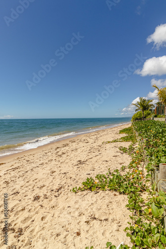 natural landscape in the district of Arraial D Ajuda  city of Porto Seguro  State of Bahia  Brazil