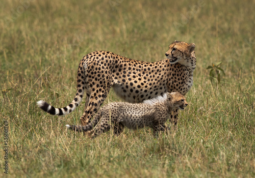 Portrait of a Cheetah with cub at Masai Mara, Kenya