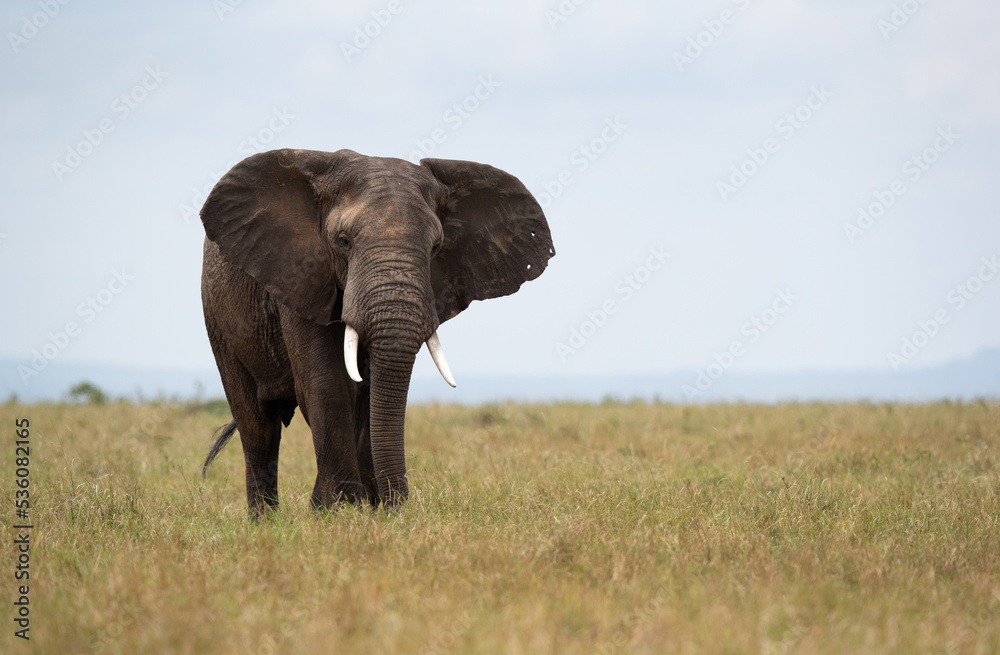 A majestic African elephant in Savannah, Masai Mara A majestic African elephant in Savannah, Masai Mara
