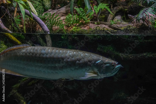 silver arawana fish south america amazzonia underwater photo