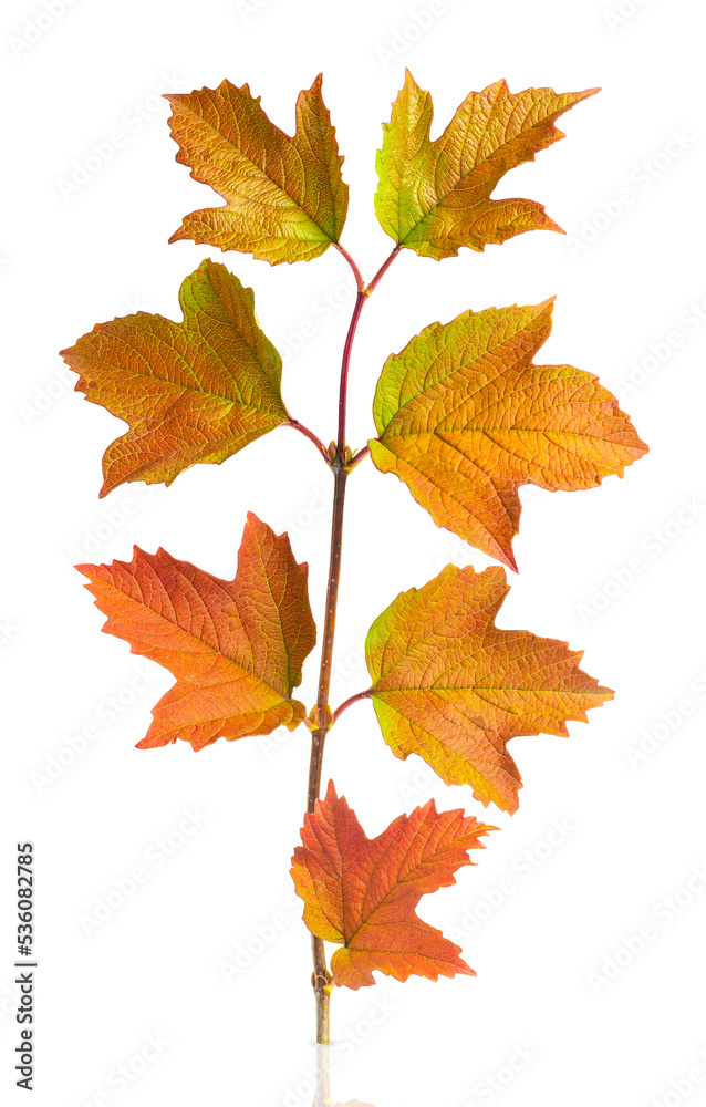 A twig with autumn bright leaves on a white background. A twig with autumn bright leaves on a white background.