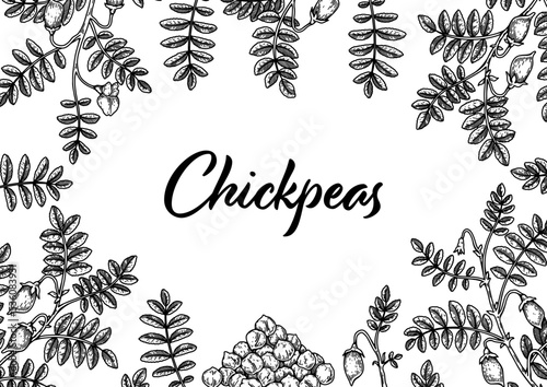 Hand drawn chickpeas botany background. Vector illustration in sketch style. Packaging design