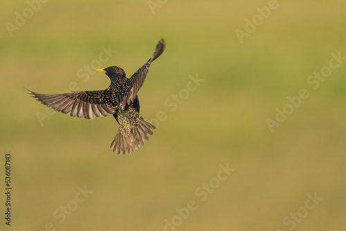 Bilde på lerret Common starling (Sturnus vulgaris)